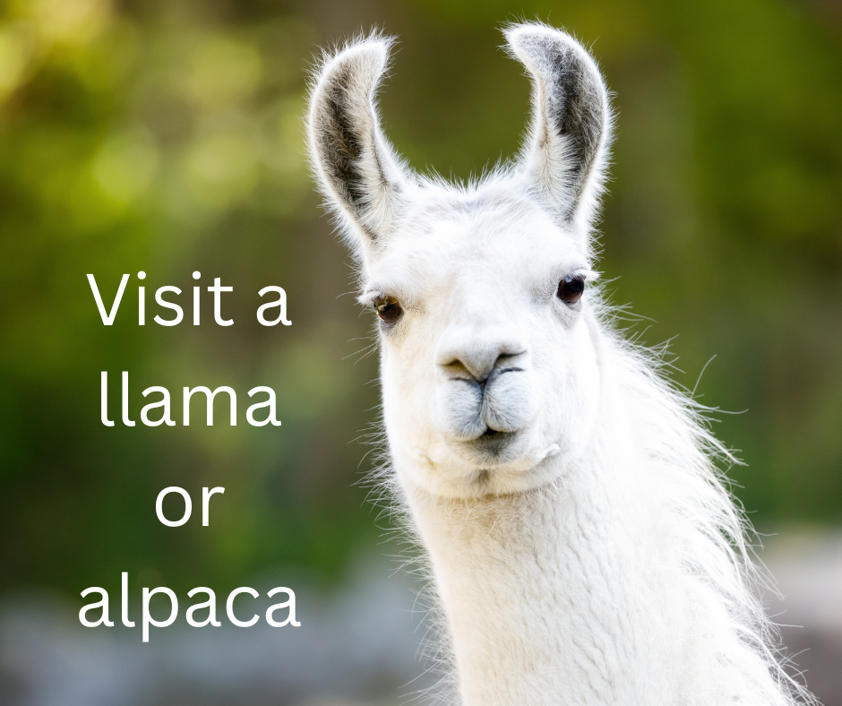 Visit a llama or alpaca