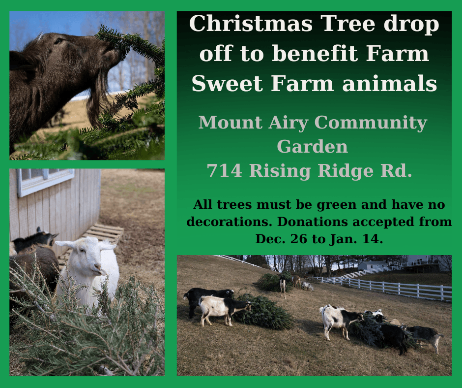 Christmas Tree Donation 