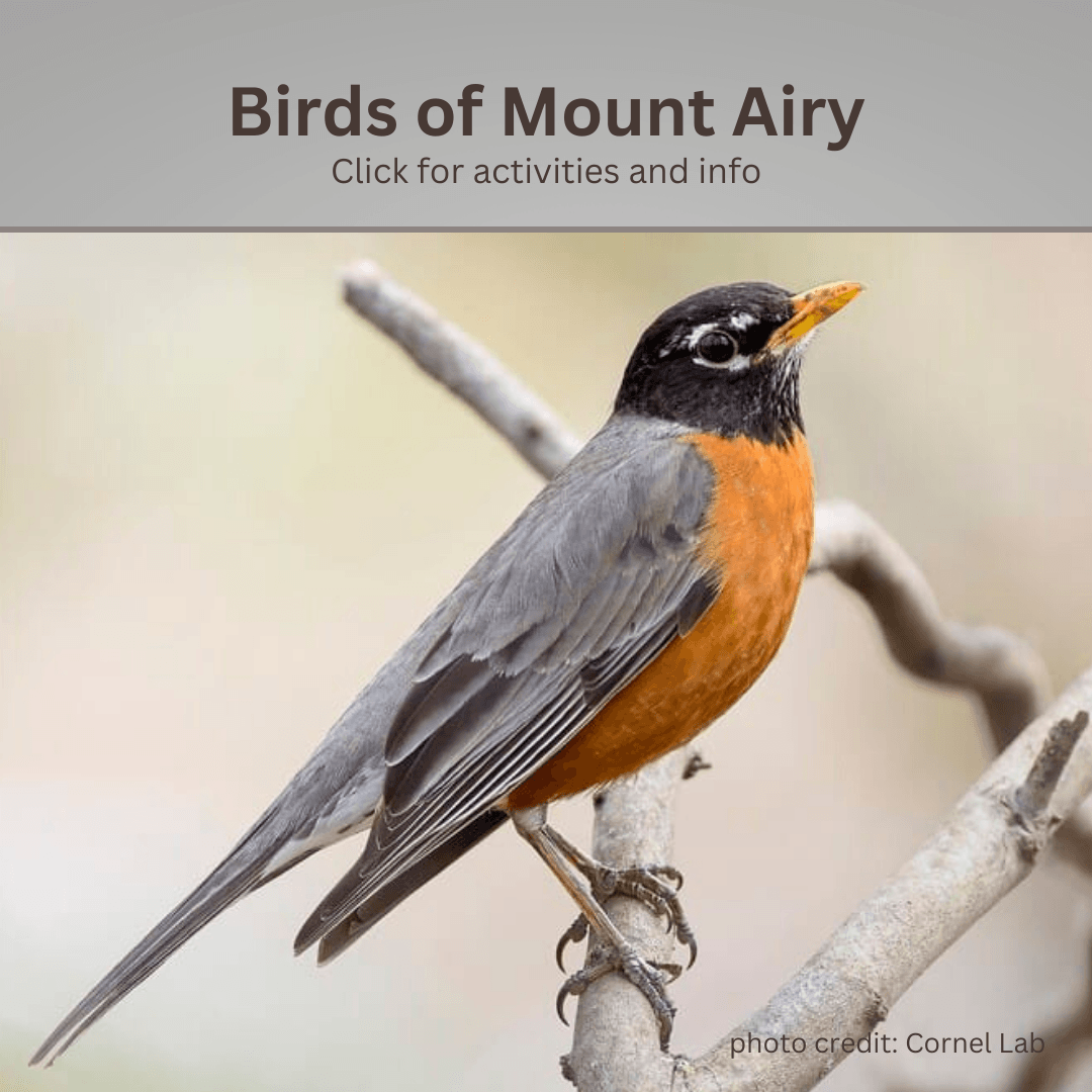 things to do birds 2 image