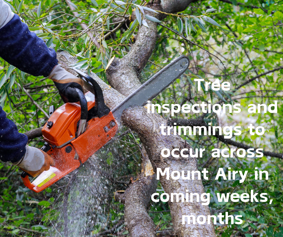 Tree trimming to occur across Mount Airy 