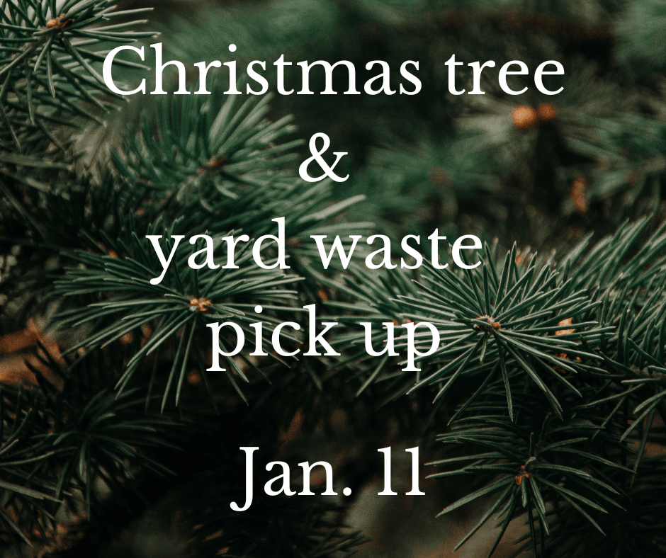 Christmas tree pick up (3)