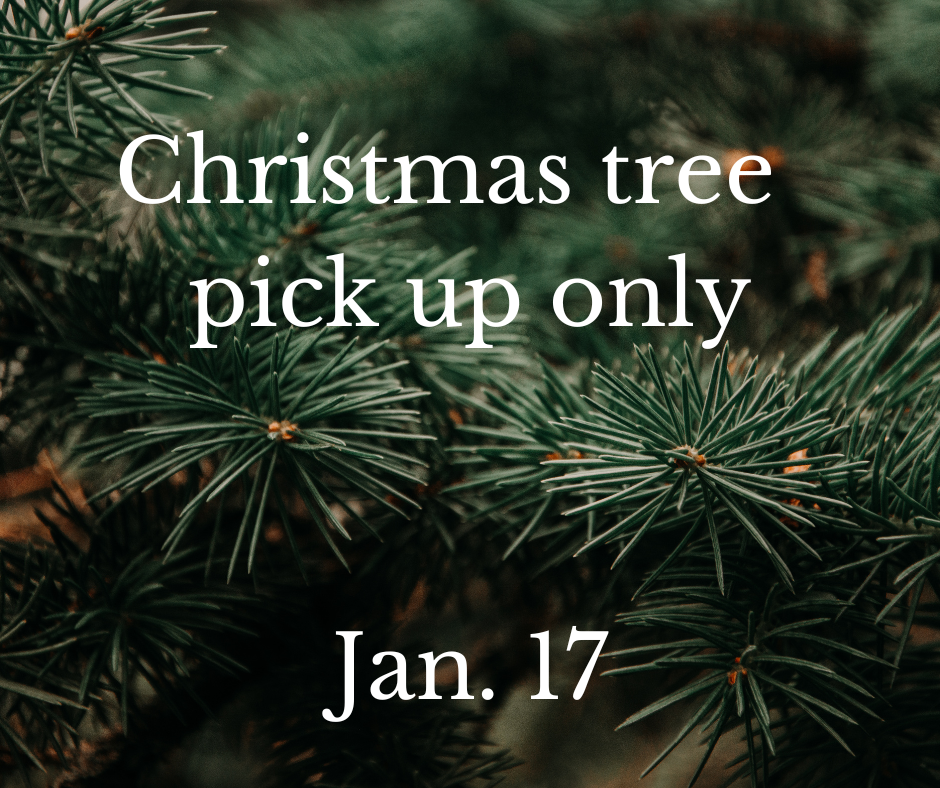 Christmas tree pick up (8)