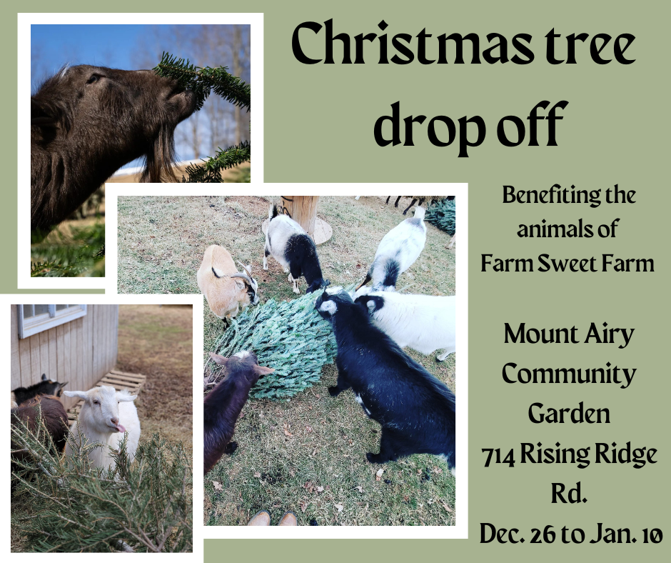 Christmas tree drop off (1)