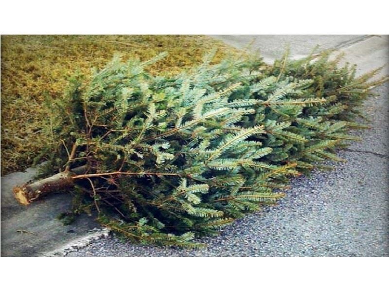 Christmas Tree Pick-up